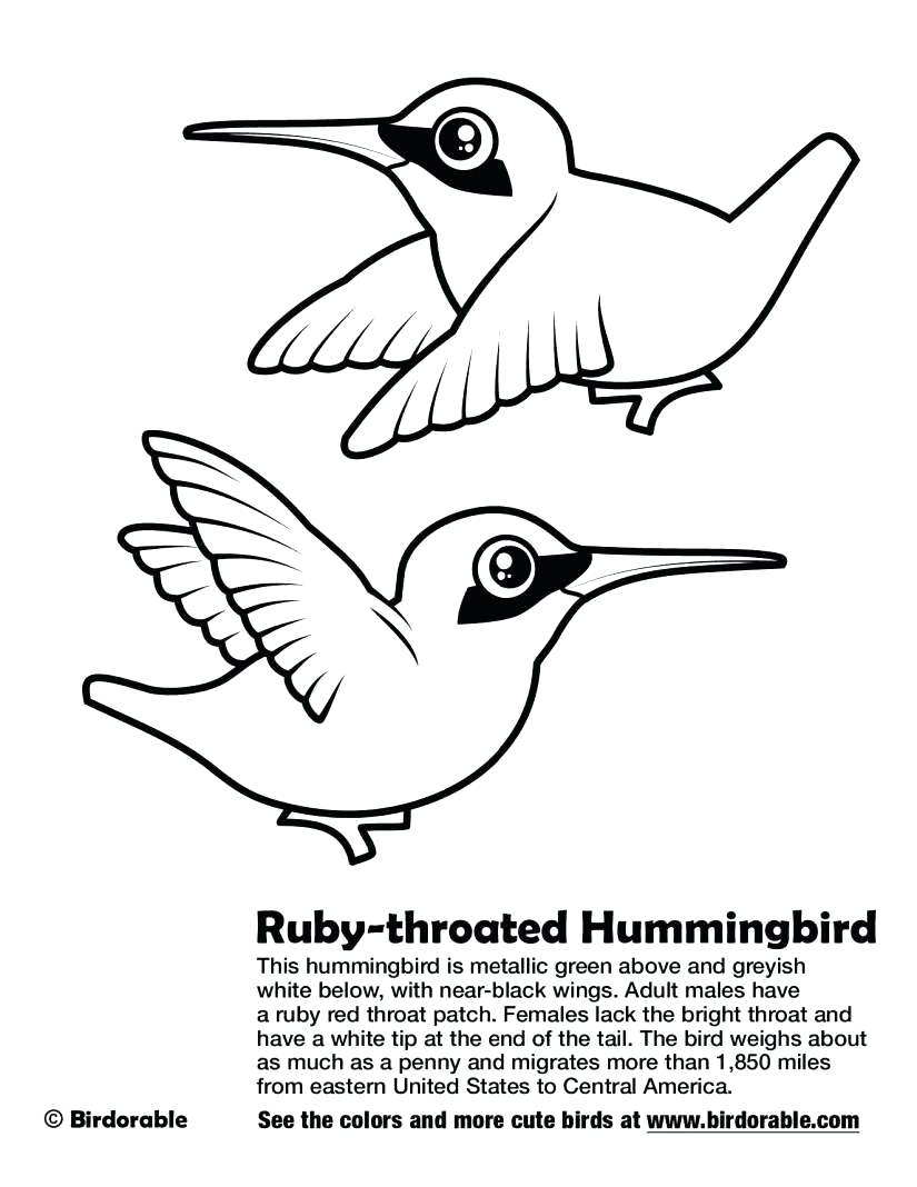 825x1068 Coloring Hummingbird Coloring Page.