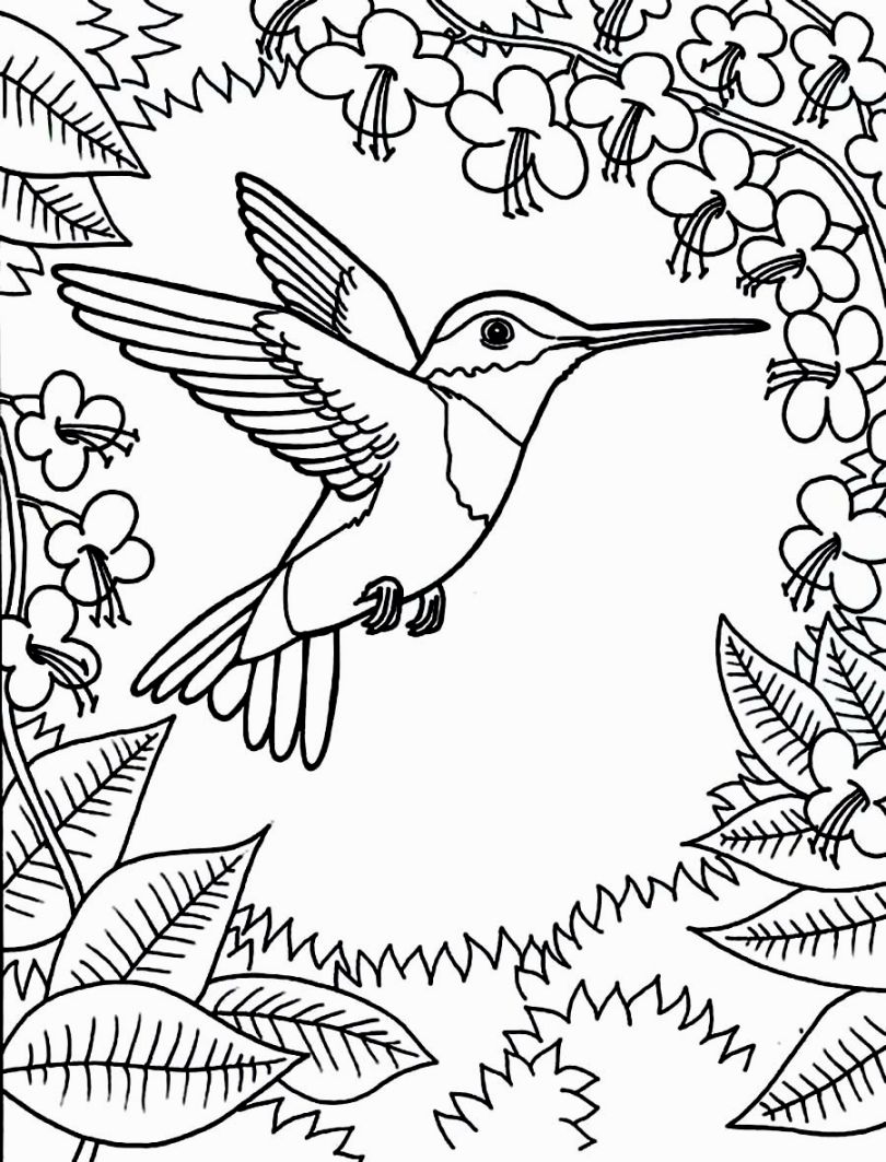 Ruby Throated Hummingbird Drawing At GetDrawings Free Download