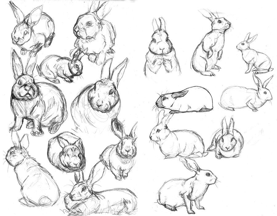 Running Rabbit Drawing at GetDrawings | Free download