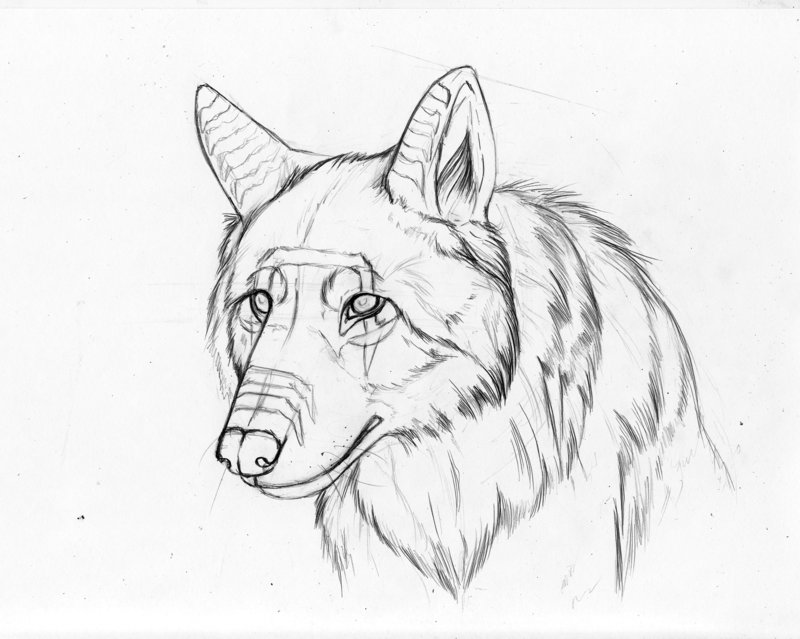 Sad Wolf Drawing at GetDrawings | Free download
