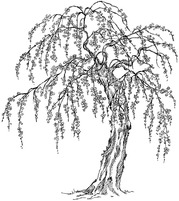 Sakura Tree Drawing at GetDrawings | Free download