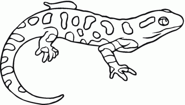 Salamander Drawing at GetDrawings | Free download