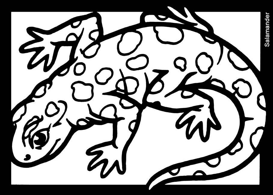 Salamander Drawing at GetDrawings | Free download