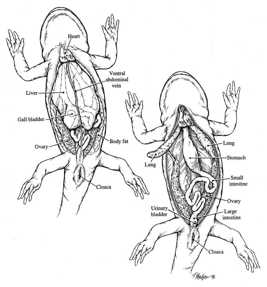 Salamander Anatomy - Anatomy Diagram Book