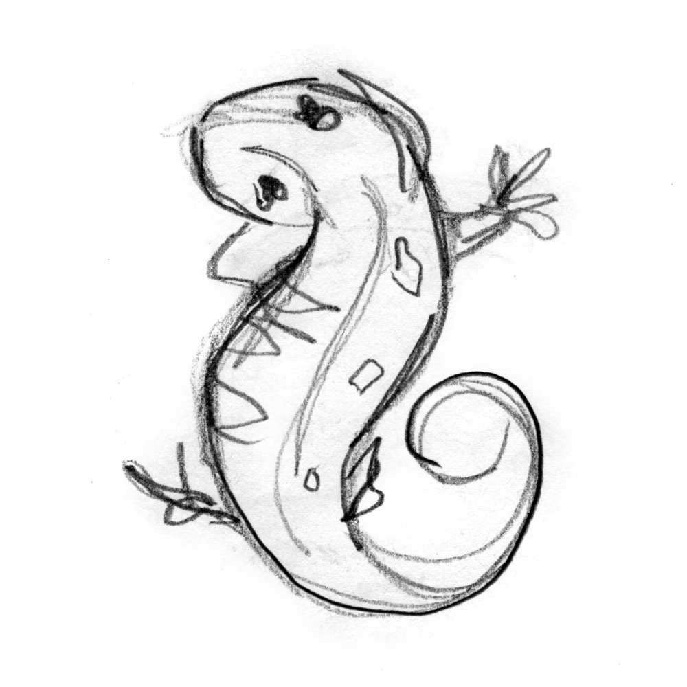 Salamander Drawing at GetDrawings | Free download
