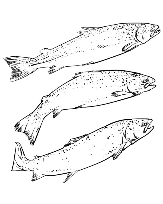 Salmon Drawing Image at GetDrawings Free download