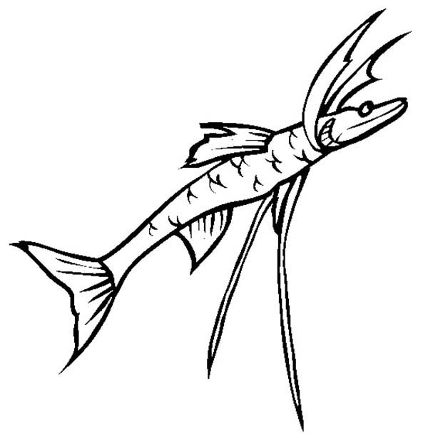 Saltwater Fish Drawing at GetDrawings | Free download