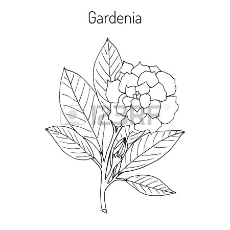 Sampaguita Drawing at GetDrawings | Free download