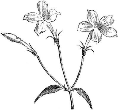 Sampaguita Drawing at GetDrawings | Free download