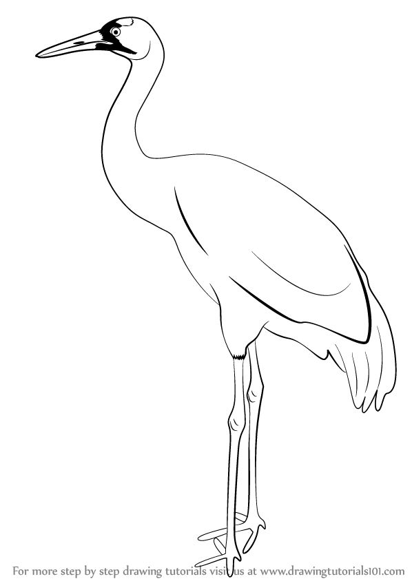 Sandhill Crane Drawing at GetDrawings Free download