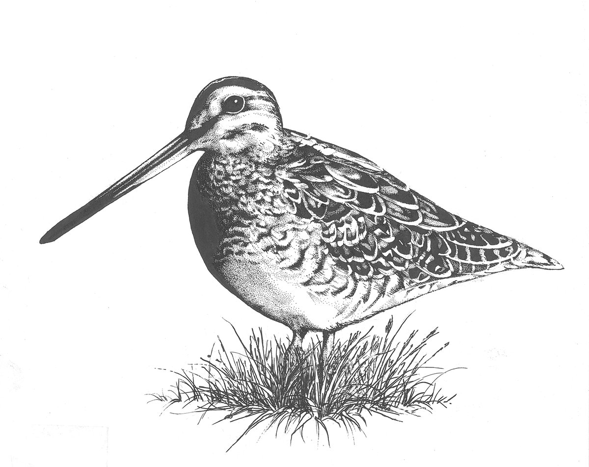 Sandpiper Drawing at GetDrawings Free download