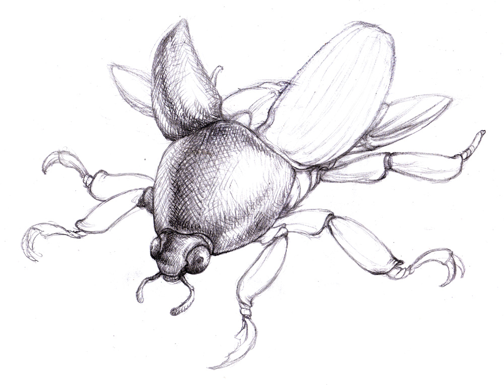 Scarab Beetle Drawing at GetDrawings | Free download