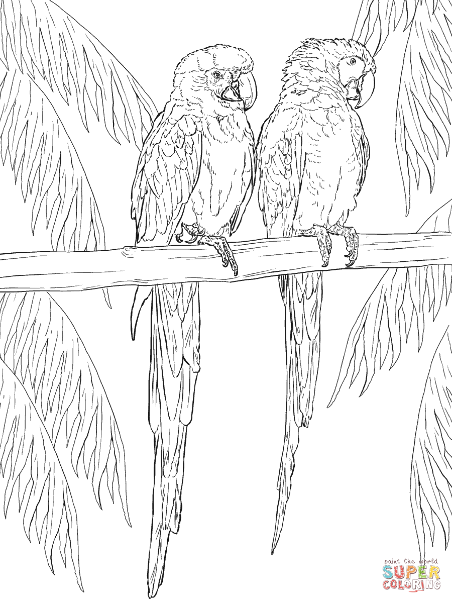 scarlet-macaw-drawing-at-getdrawings-free-download