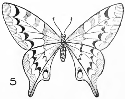 beginner butterfly scenery drawing