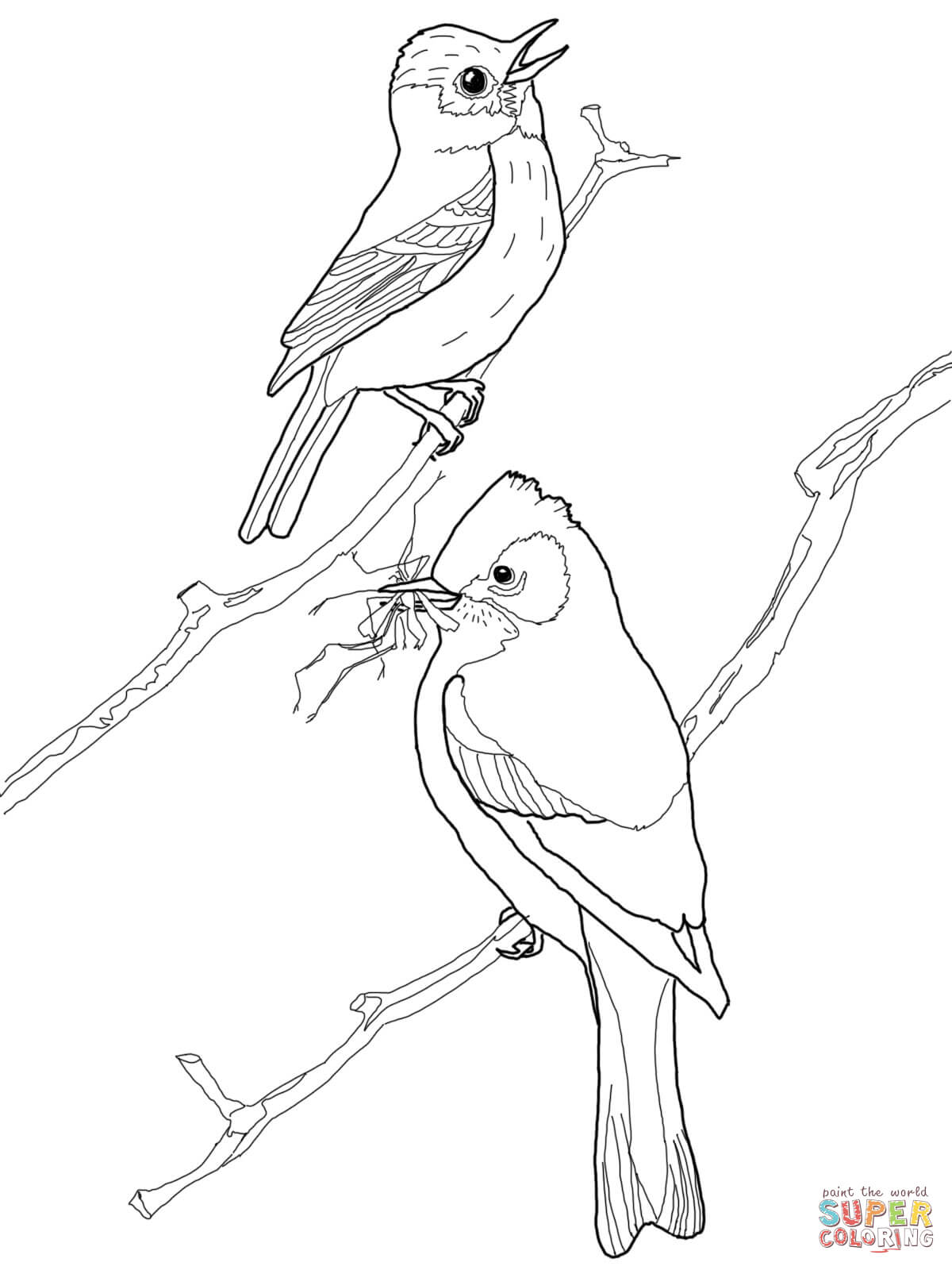 flycatcher coloring scissor drawing loon birds least printable tailed drawings getdrawings