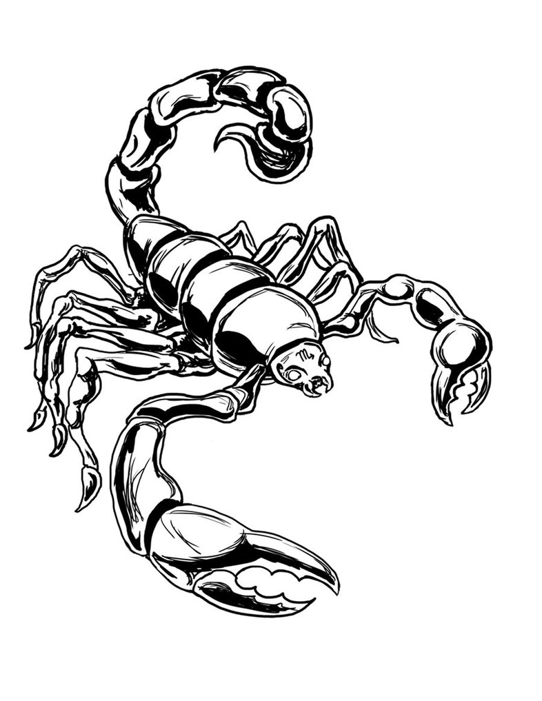 Scorpio Drawing at GetDrawings | Free download