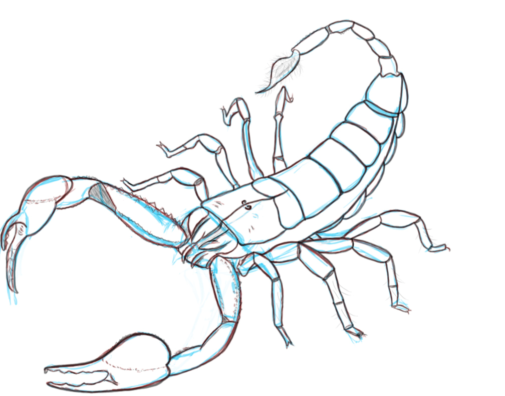 Scorpion Drawing Images at GetDrawings | Free download