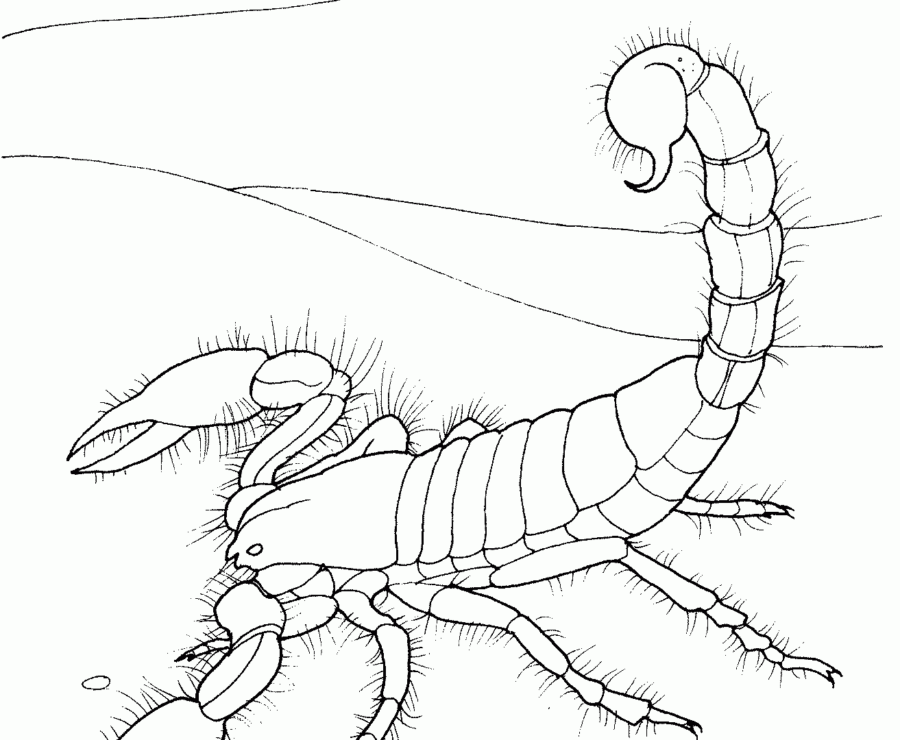 Скорпион рисунок для детей