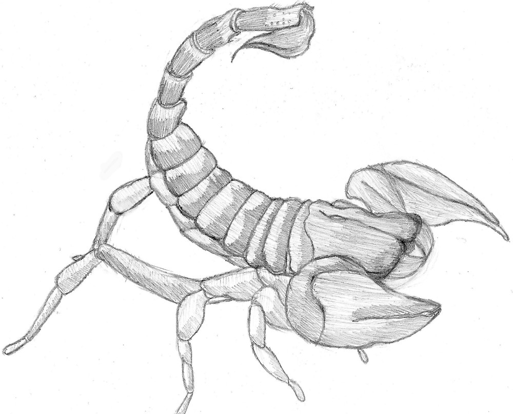 Scorpion Tail Drawing at GetDrawings Free download