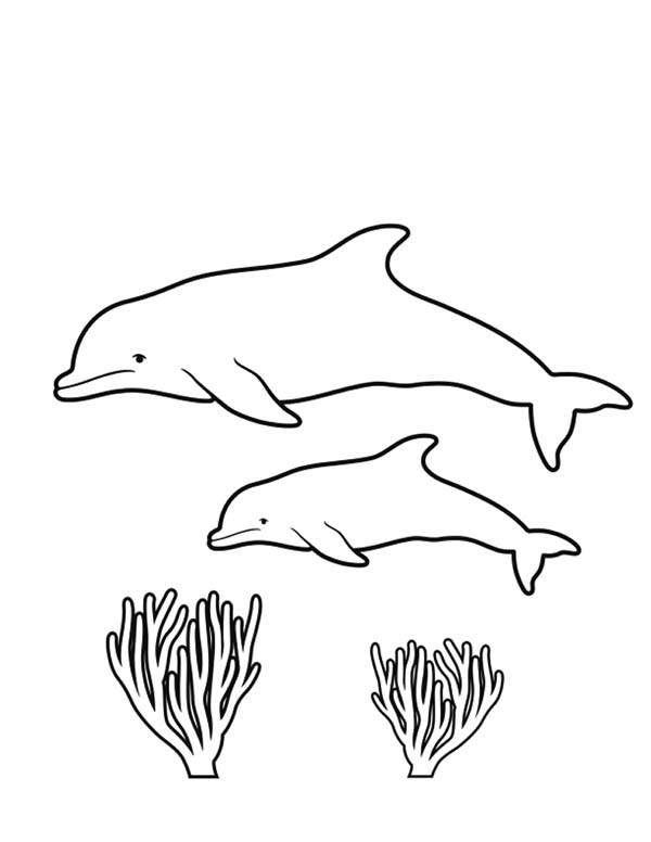 Coral Reef Coloring Drawing Sea Dolphins Getdrawings Dolphin Sketch Colorin...