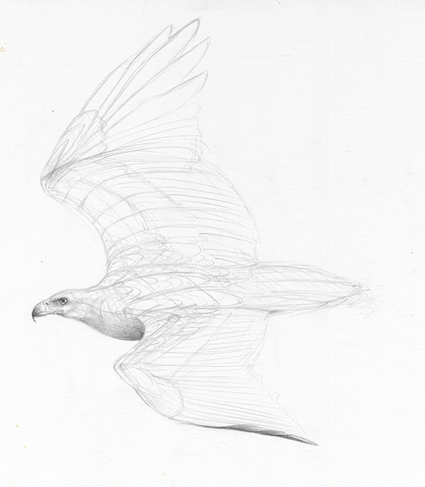 Sea Eagle Drawing at GetDrawings | Free download