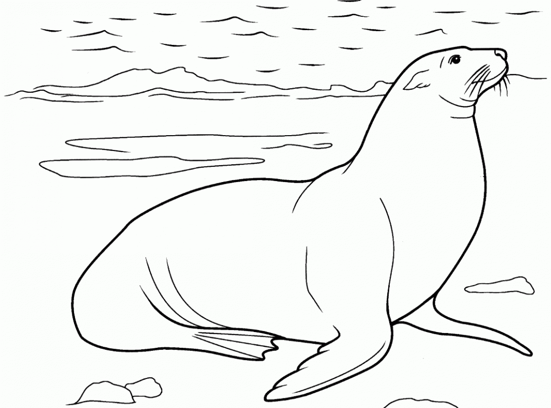 Sea Lions Drawing at GetDrawings | Free download