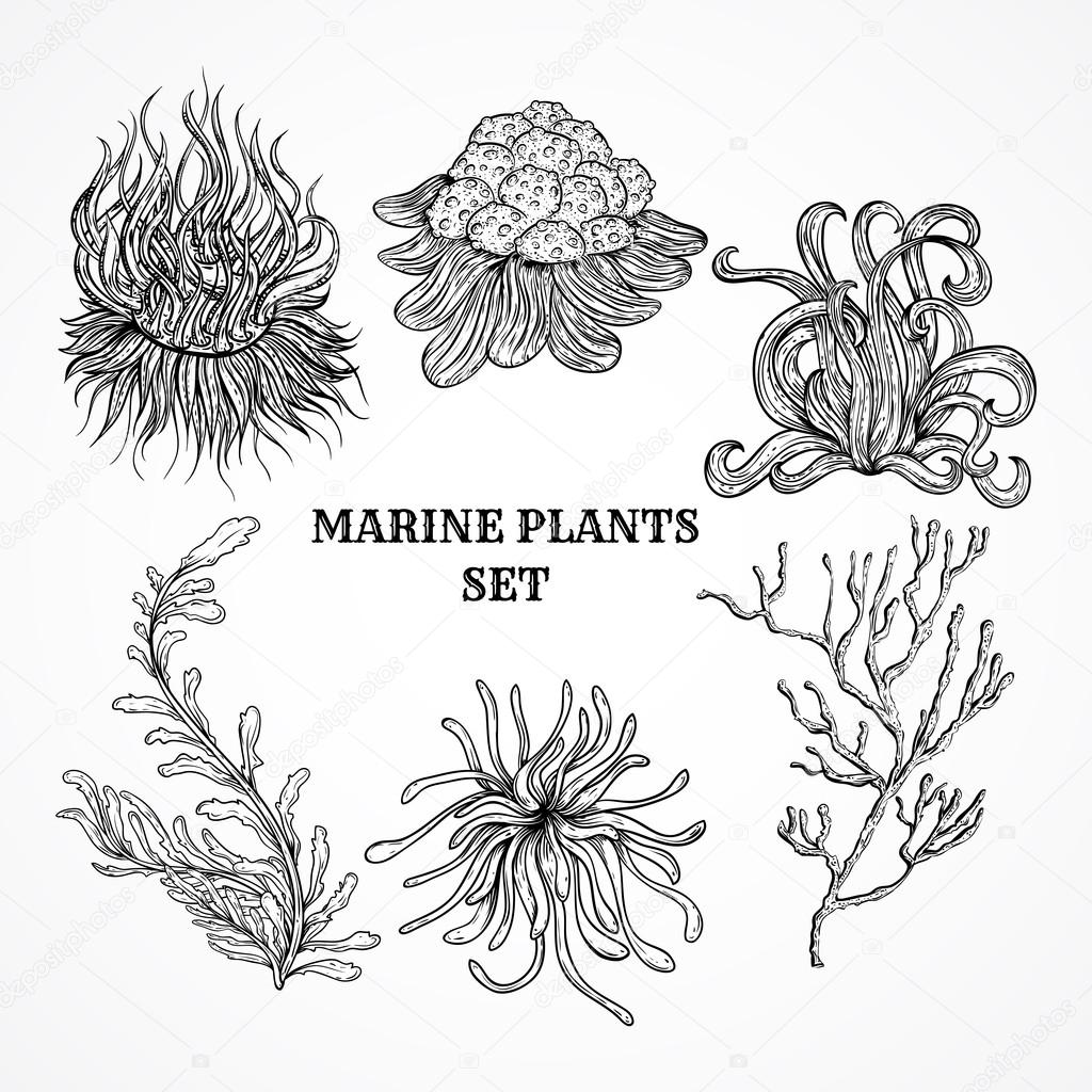 Sea Plants Drawing at GetDrawings Free download