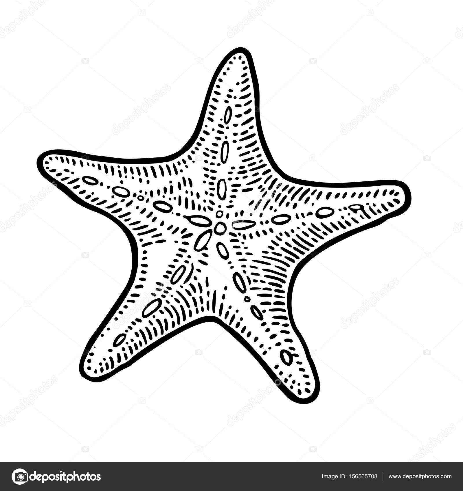 Морская звезда шаблон