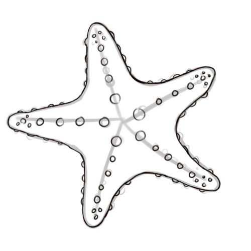 The best free Starfish drawing images. Download from 553 free drawings