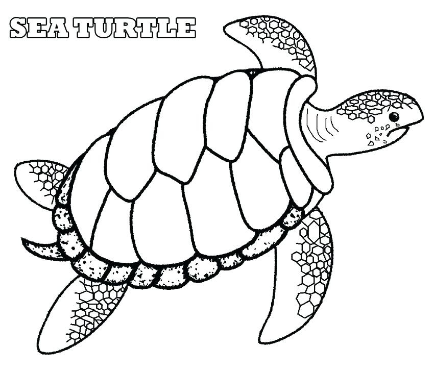 Sea Turtle Drawing Color at GetDrawings | Free download