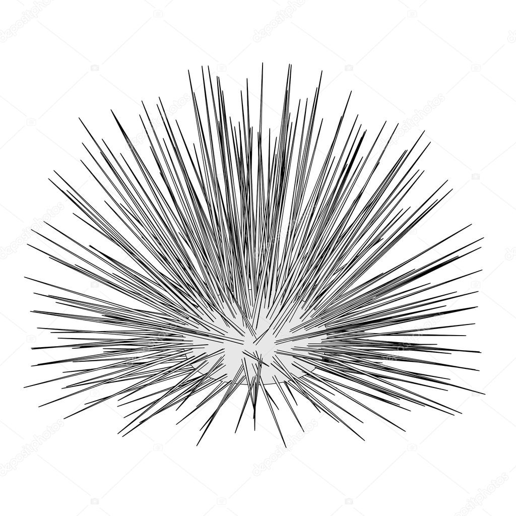 Sea Urchin Drawing at GetDrawings Free download