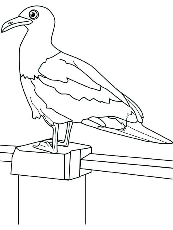 The best free Seagull drawing images. Download from 175 free drawings