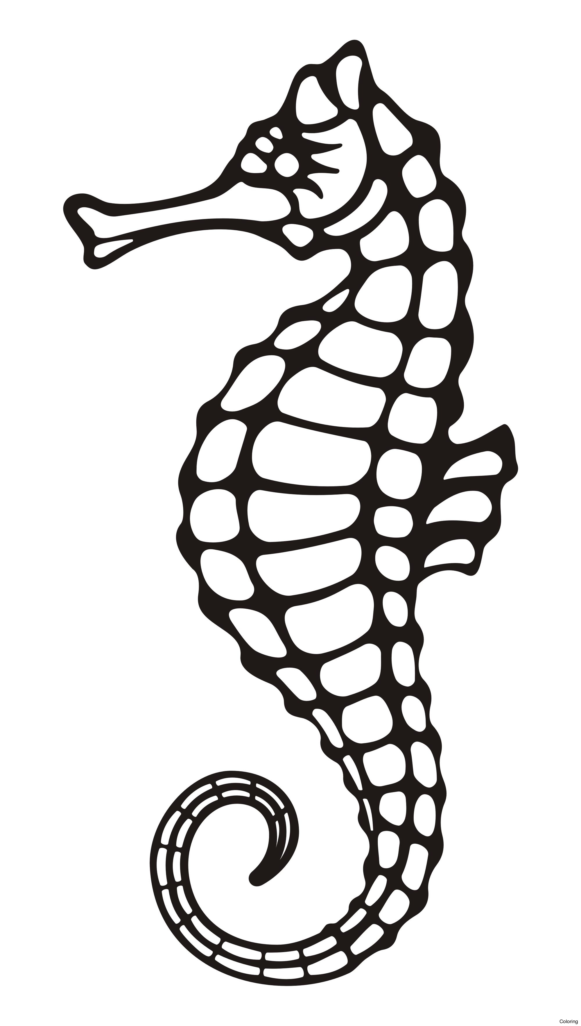 Seahorse Drawing at GetDrawings | Free download