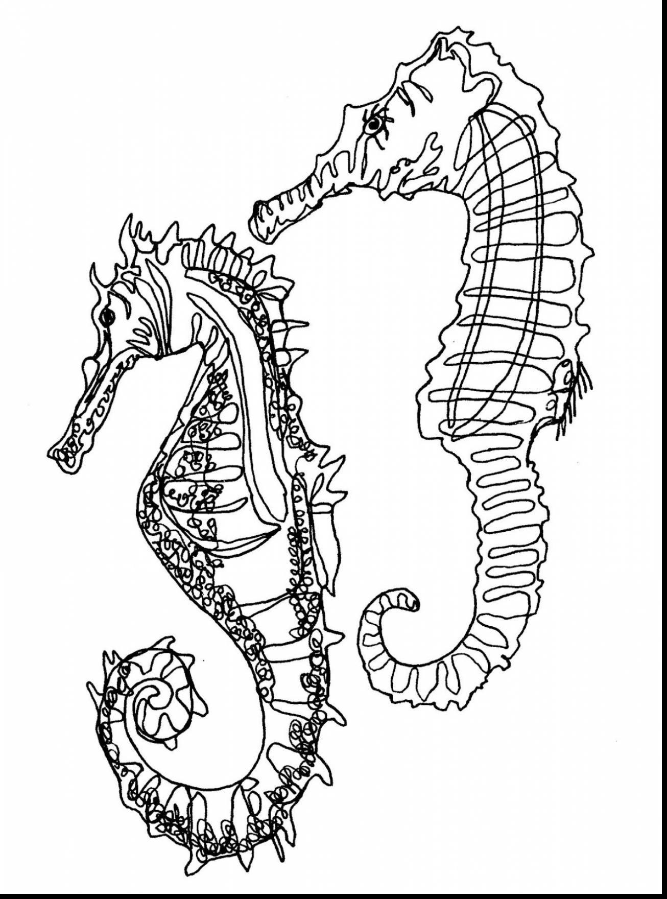 Seahorse Drawing at GetDrawings.com | Free for personal ...