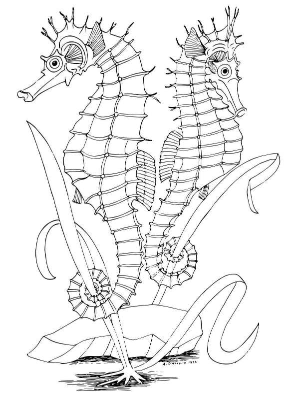 seahorse-drawing-for-kids-at-getdrawings-free-download