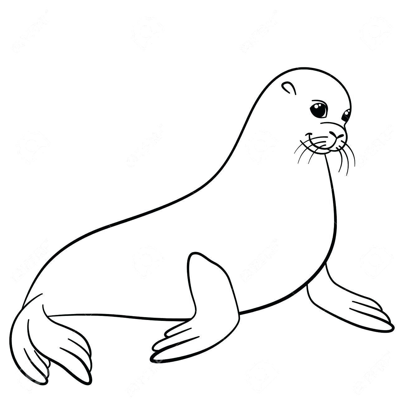 Seal Line Drawing at GetDrawings Free download