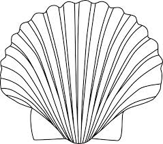 Seashell Line Drawing At Getdrawings 