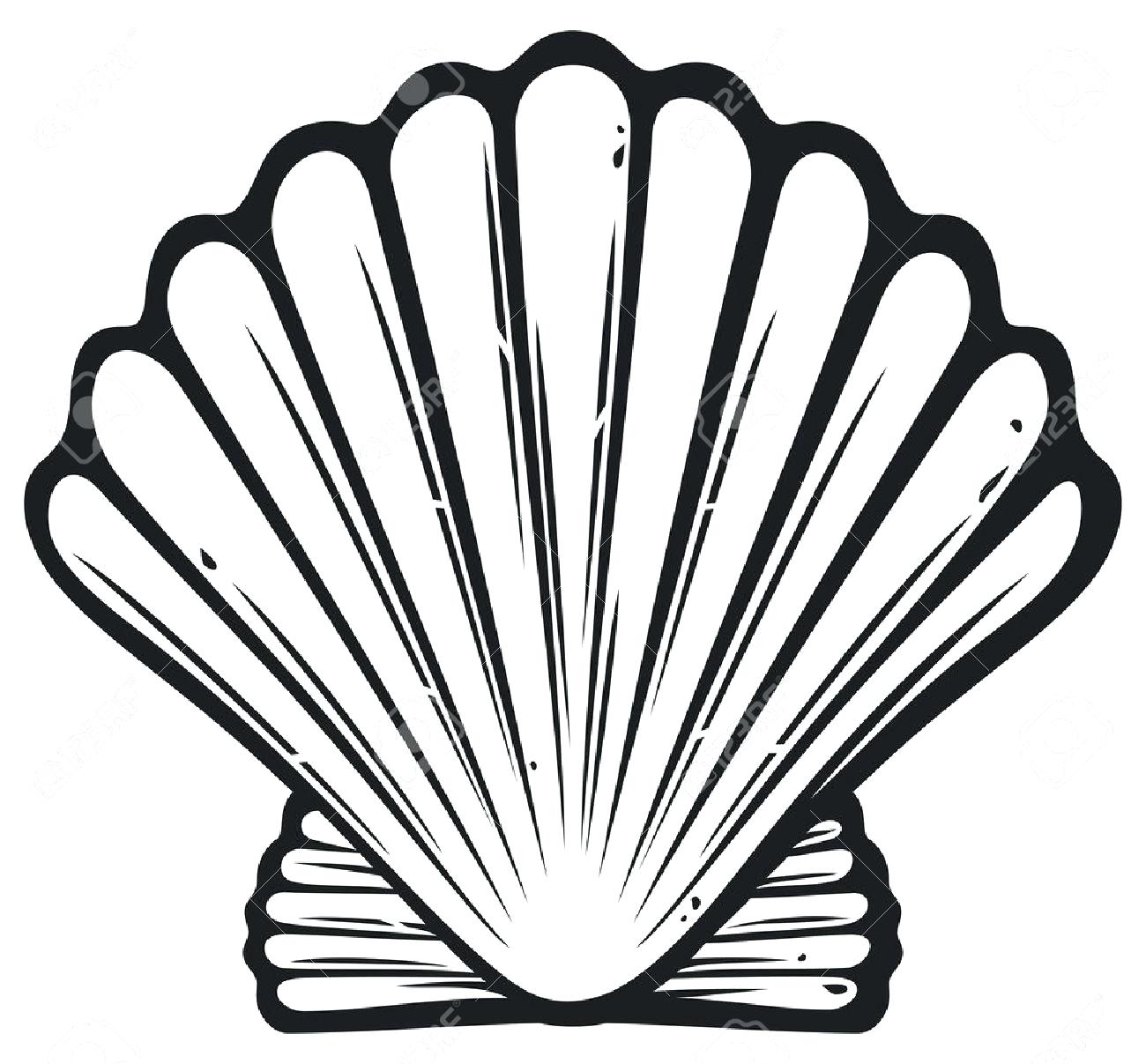 Seashells Drawing at GetDrawings | Free download