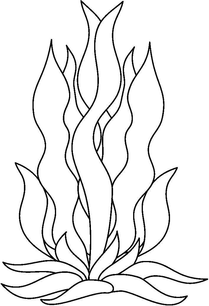 Seaweed Drawing At GetDrawings Free Download
