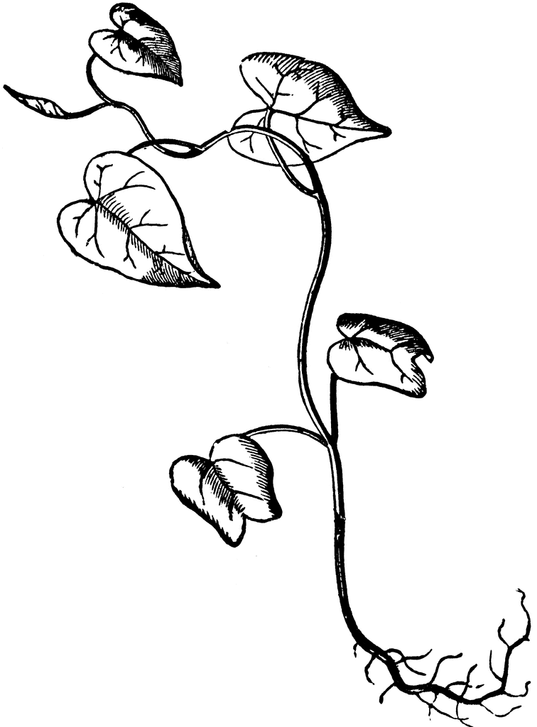 Seedling Drawing at GetDrawings | Free download