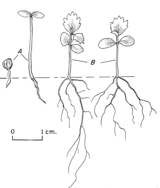 Seedling Drawing at GetDrawings | Free download