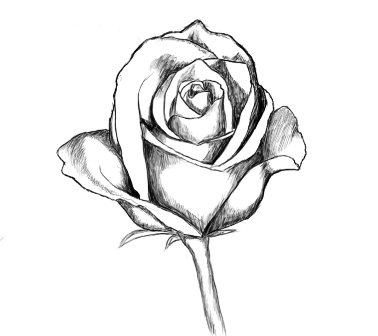 download rose drawings