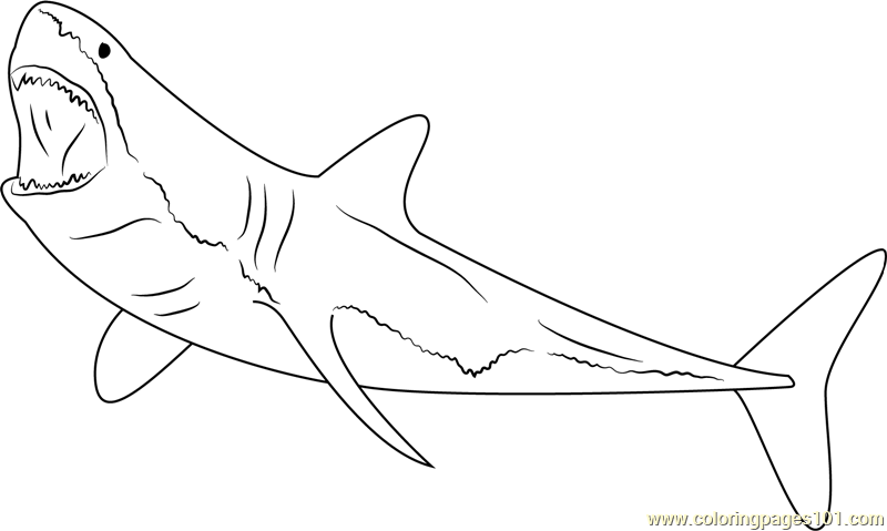 Shark Drawing In Pencil at GetDrawings | Free download