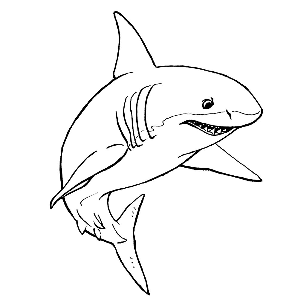 Shark Line Drawing at GetDrawings | Free download