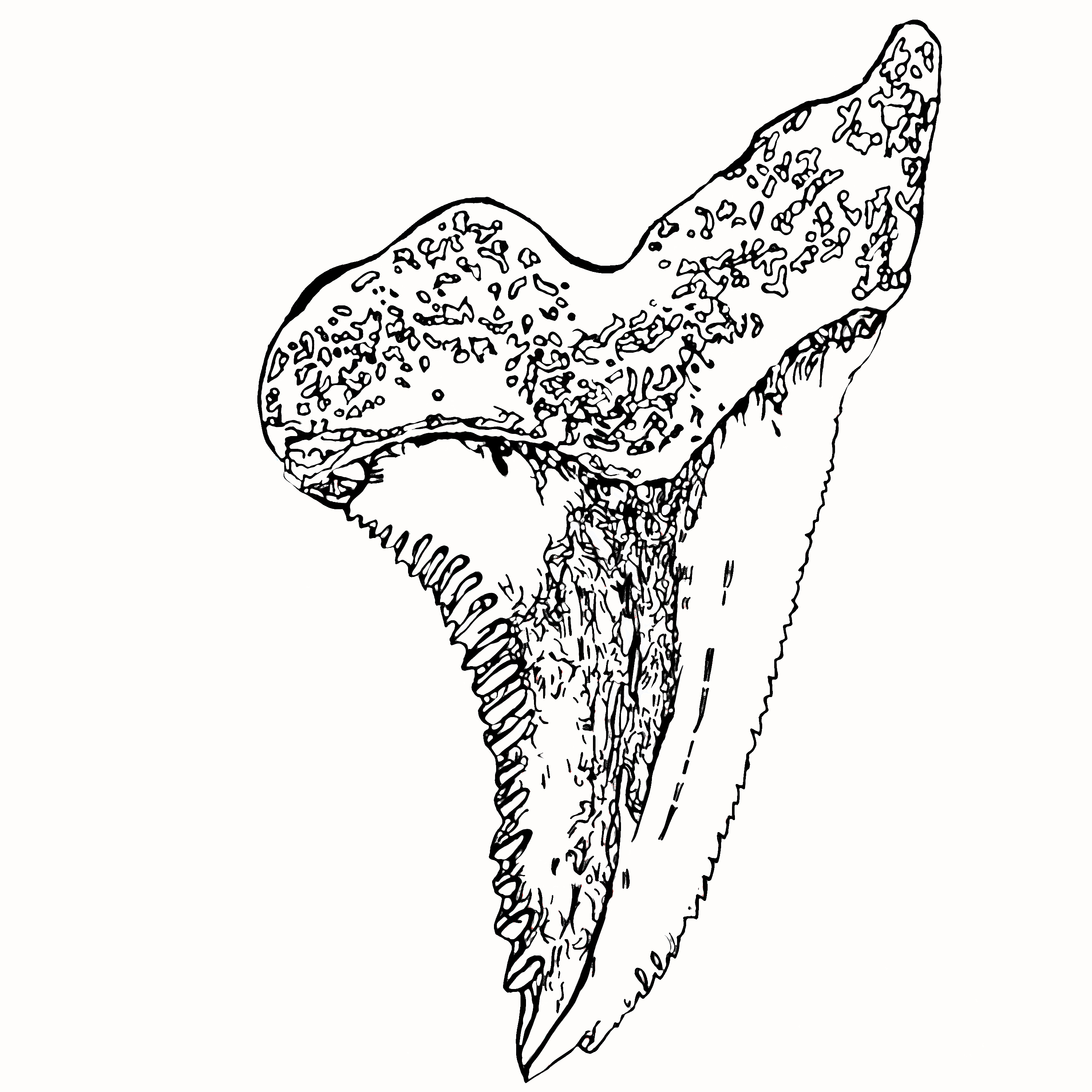 Shark Tooth Drawing at GetDrawings | Free download