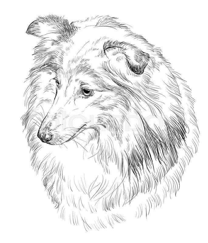 Sheepdog Drawing At Getdrawings Free Download