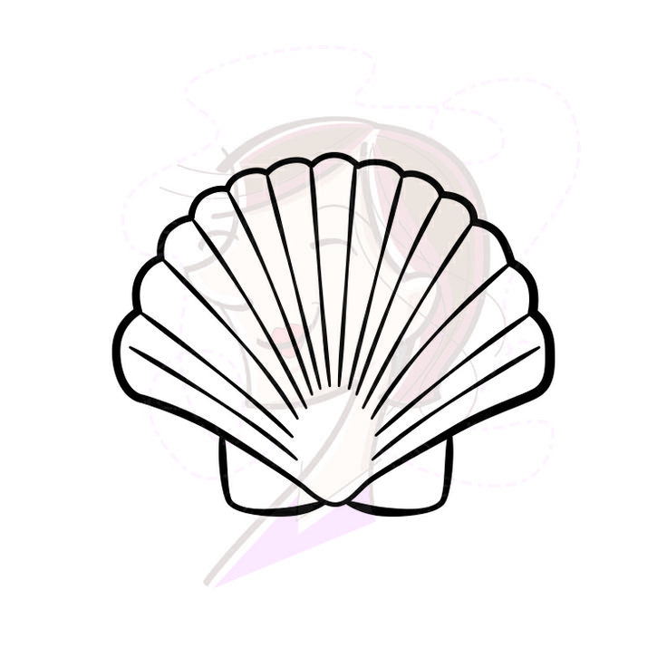 Shells Drawing at GetDrawings | Free download