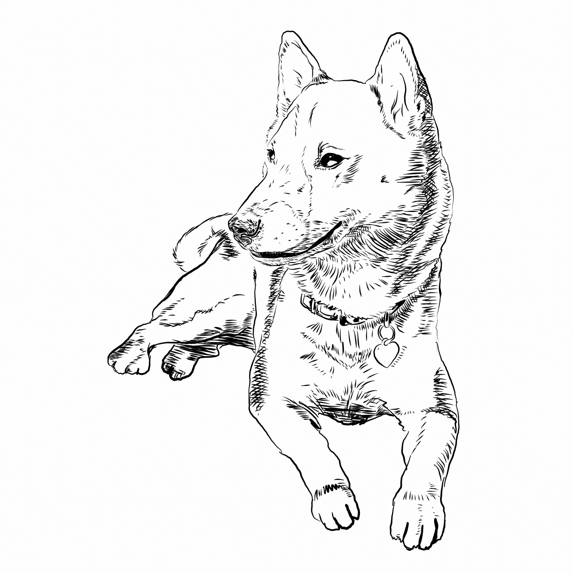 Shiba Inu Drawing at GetDrawings | Free download