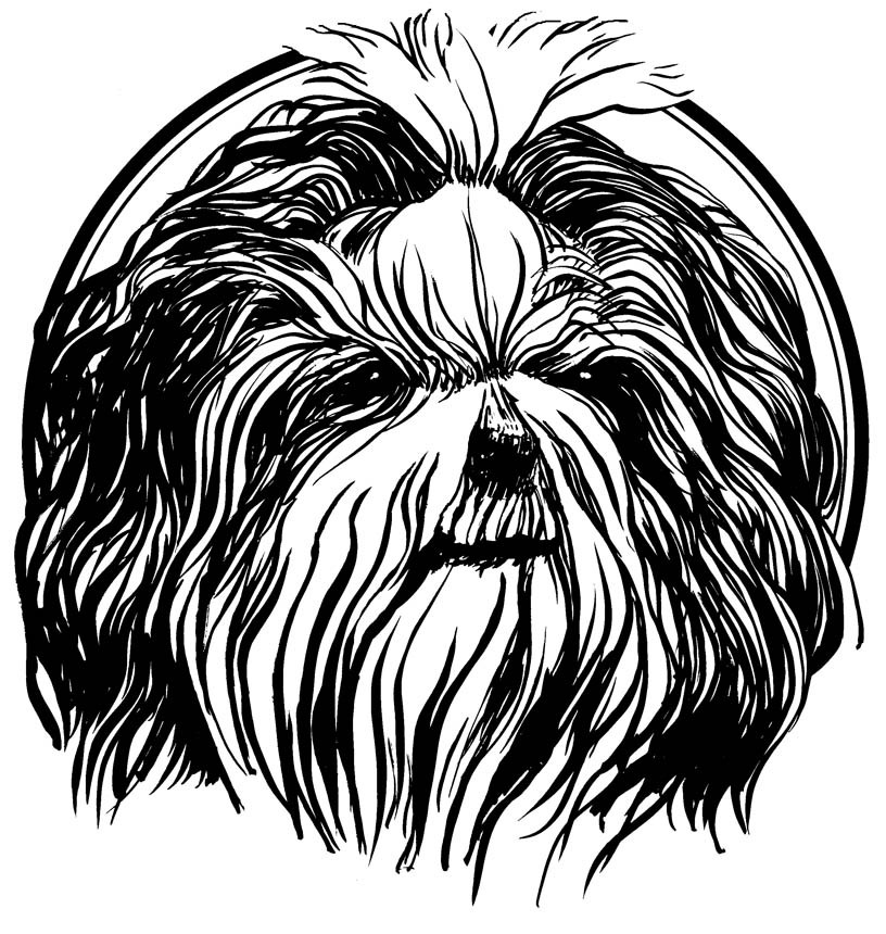 Shih Tzu Drawing at GetDrawings | Free download