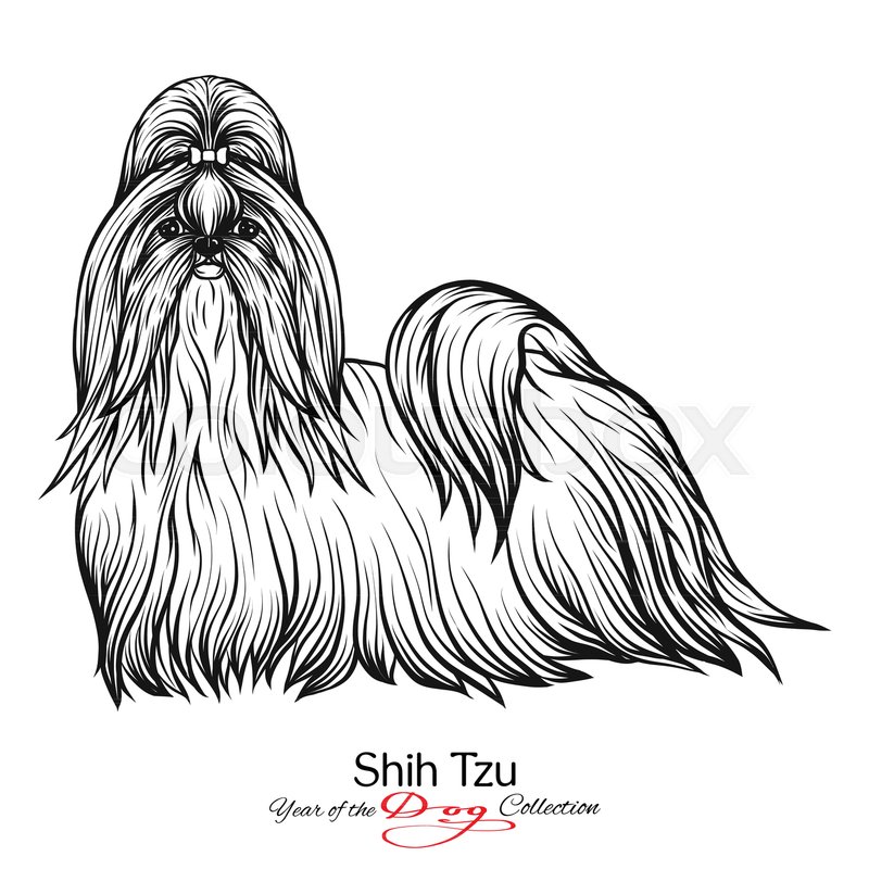 Shih Tzu Drawing at GetDrawings | Free download